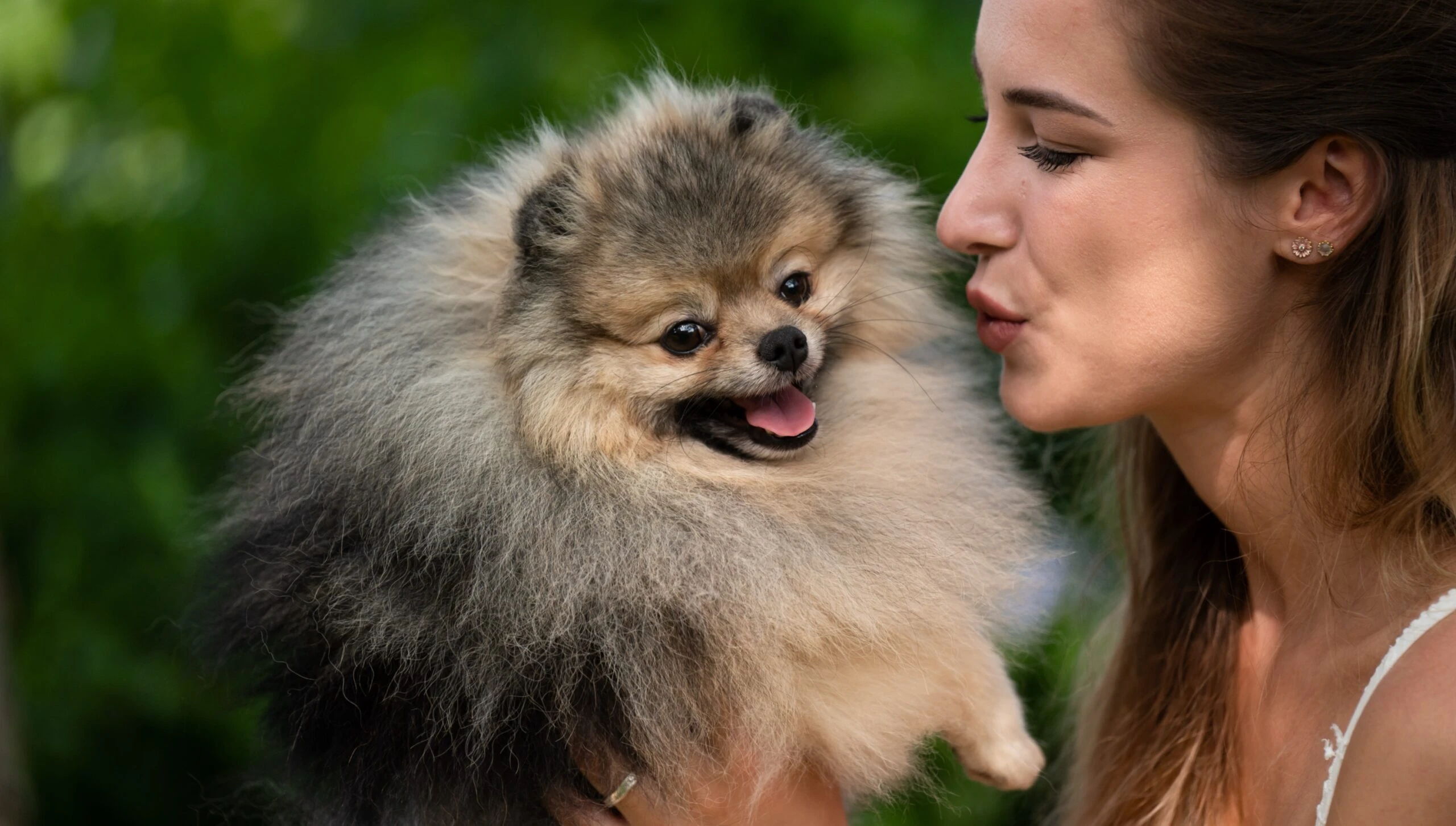 Pomerania Allevamento Roma - Allevatrice e cucciolo di Spitz Tedesco Nano in ambiente familiare
