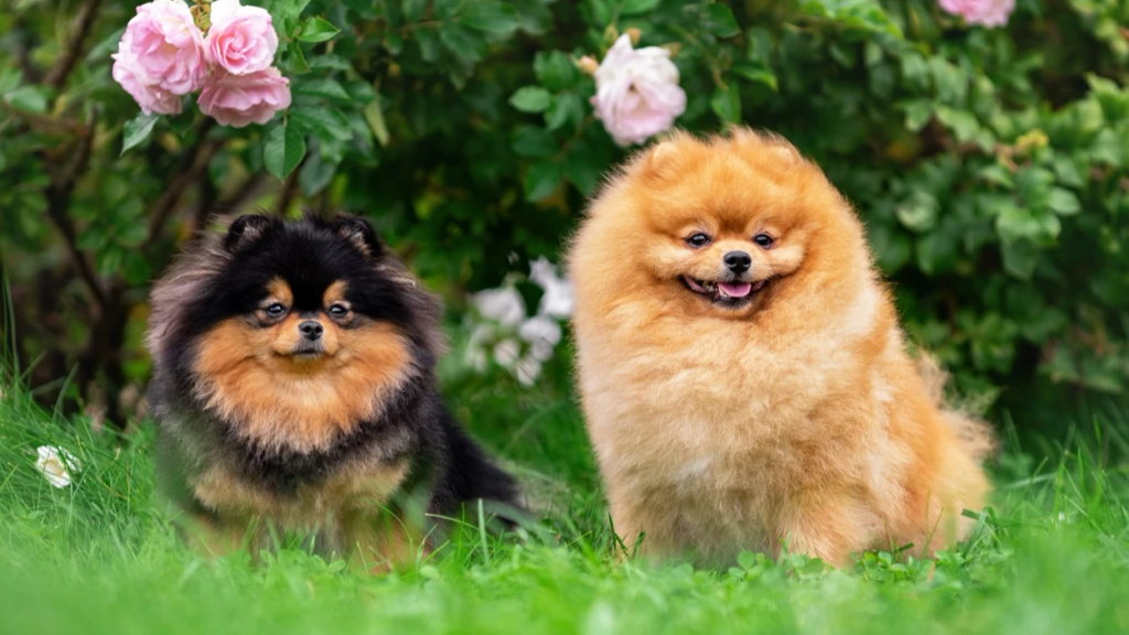 Pomerania felici in un giardino verde